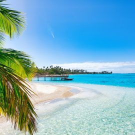 Palm tree and beach view x jpeg